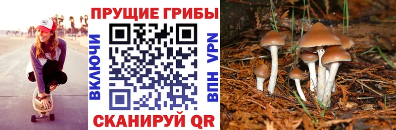 OMG tor Избербаш Псилоцибиновые грибы Psilocybine cubensis